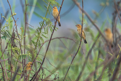 Ploceus hypoxanthus chryseus