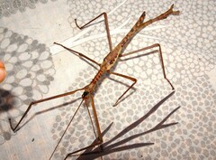 Acrophylla enceladus