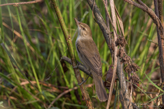 Acrocephalus stentoreus