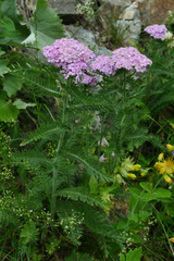 Achillea roseo-alba