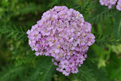 Achillea roseo-alba