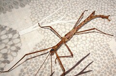 Acrophylla enceladus