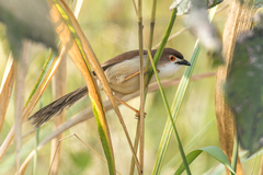 Chrysomma sinense sinense