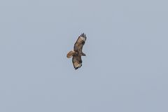 Buteo buteo vulpinus