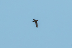 Aerodramus brevirostris