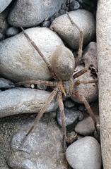 Dolomedes aquaticus