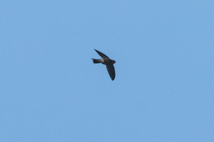 Aerodramus brevirostris