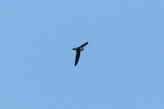 Aerodramus brevirostris