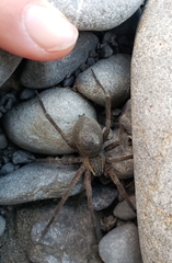 Dolomedes aquaticus