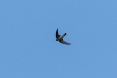 Aerodramus brevirostris