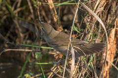 Acrocephalus stentoreus