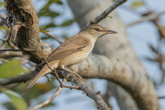 Acrocephalus stentoreus