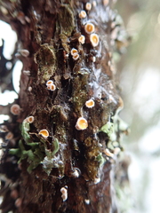Lachnellula