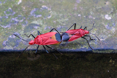 Dindymus sanguineus