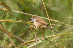 Chrysomma sinense sinense