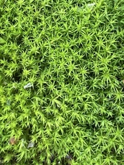 Pseudocrossidium hornschuchianum