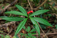 Ardisia lindleyana