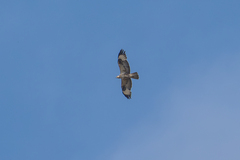 Buteo rufinus rufinus