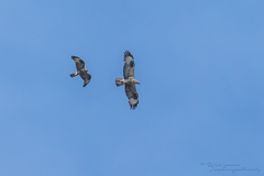 Buteo rufinus rufinus