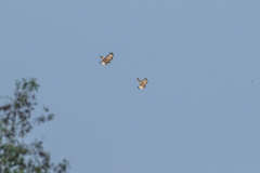 Buteo buteo vulpinus