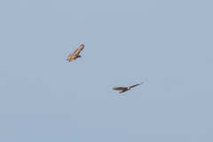 Buteo buteo vulpinus