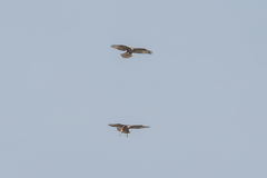 Buteo buteo vulpinus