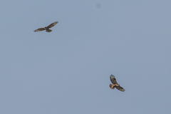 Buteo buteo vulpinus
