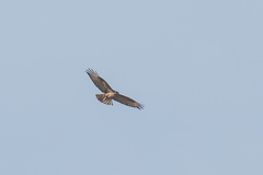 Buteo buteo vulpinus