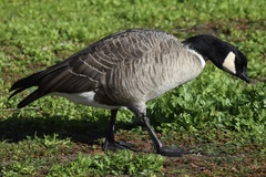 Branta hutchinsii leucopareia