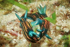 Roboastra gracilis