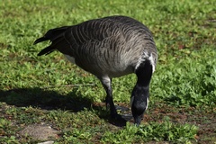 Branta hutchinsii leucopareia
