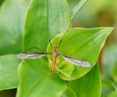 Leptotarsus mastersi
