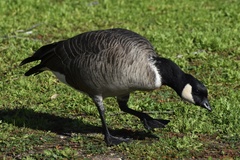 Branta hutchinsii leucopareia