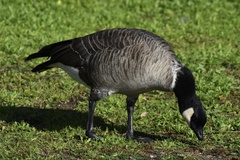 Branta hutchinsii leucopareia