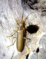 Thelyphassa lineata