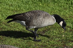 Branta hutchinsii leucopareia