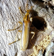 Thelyphassa lineata