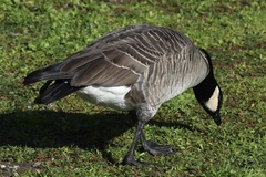 Branta hutchinsii leucopareia