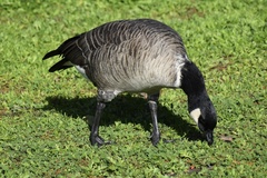 Branta hutchinsii leucopareia