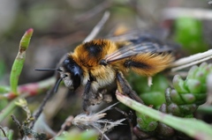 Dasypoda hirtipes
