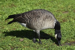 Branta hutchinsii leucopareia