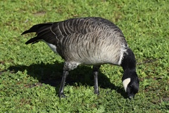 Branta hutchinsii leucopareia