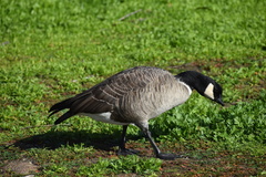 Branta hutchinsii leucopareia