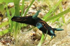 Roboastra gracilis