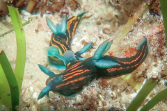 Roboastra gracilis