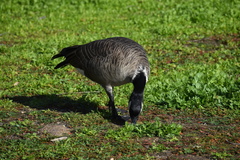 Branta hutchinsii leucopareia