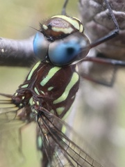 Austroaeschna pulchra