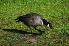 Branta hutchinsii leucopareia