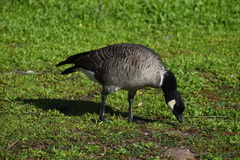 Branta hutchinsii leucopareia
