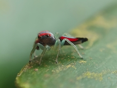 Ilargus coccineus